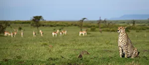 Antelope Prints: Cheetah (Acinonyx Jubatus), Maasai Mara, Mara North, Kenya, East Africa, Africa