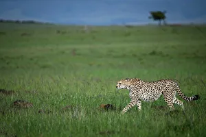 Maasai Mara Prints: Cheetah (Acinonyx Jubatus), Mara North, Kenya, East Africa, Africa