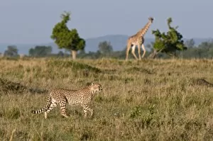 Cheetah (Acinonyx jubatus) and Masai giraffe (Giraffe camelopardalis), Masai Mara National Reserve