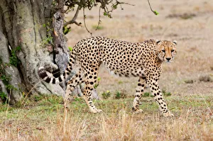 Kenya Prints: Cheetah (Acinonyx jubatus), Masai Mara, Kenya, East Africa, Africa