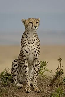 Safari Animals Gallery: Cheetah (Acinonyx jubatus), Masai Mara National Reserve, Kenya, East Africa, Africa