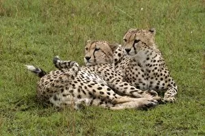 Images Dated 5th October 2008: Cheetah (Acinonyx jubatus), Masai Mara National Reserve, Kenya, East Africa, Africa