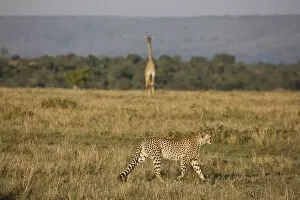 Images Dated 6th October 2008: Cheetah (Acinonyx jubatus), Masai Mara National Reserve, Kenya, East Africa, Africa