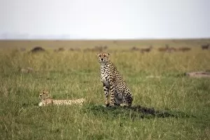 Images Dated 5th October 2008: Cheetah (Acinonyx jubatus), Masai Mara National Reserve, Kenya, East Africa, Africa