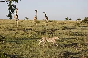 Images Dated 6th October 2008: Cheetah (Acinonyx jubatus), Masai Mara National Reserve, Kenya, East Africa, Africa