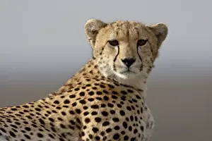 Cheetah (Acinonyx jubatus), Masai Mara National Reserve, Kenya, East Africa, Africa