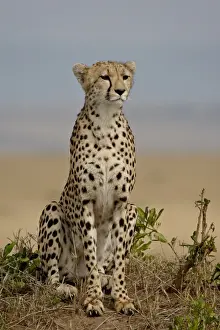 Cheetah (Acinonyx jubatus), Masai Mara National Reserve, Kenya, East Africa, Africa