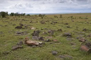 Cheetah (Acinonyx jubatus), Masai Mara National Reserve, Kenya, East Africa, Africa