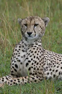 Cheetah (Acinonyx jubatus), Masai Mara National Reserve, Kenya, East Africa, Africa