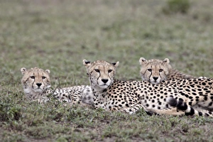 Cheetah (Acinonyx jubatus) mother and two cubs, Serengeti National Park
