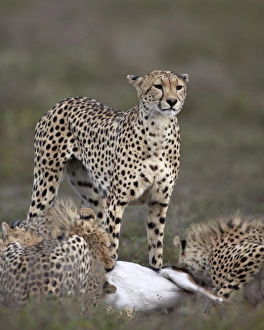 Serengeti Prints: Cheetah (Acinonyx jubatus) mother at a kill with her three cubs