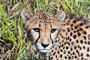 Animal Head Prints: Cheetah, (Acinonyx jubatus), Namibia, Africa