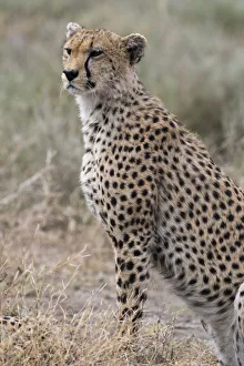 Serengeti Prints: Cheetah (Acinonyx jubatus), Ndutu, Ngorongoro Conservation Area, Serengeti, Tanzania