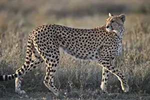 Cheetah (Acinonyx jubatus), Ngorongoro Conservation Area, Tanzania, East Africa, Africa