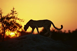 Images Dated 28th November 2007: Cheetah (Acinonyx jubatus), Okavango Delta, Botswana, Africa