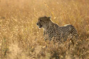 Typically African Prints: Cheetah ( Acinonyx jubatus ) in savanna, Lower Sabie, Kruger National Park, South Africa