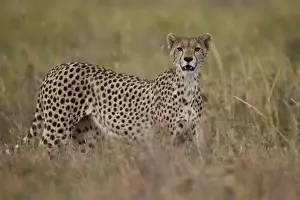 Cheetah (Acinonyx jubatus), Serengeti National Park, Tanzania, East Africa, Africa
