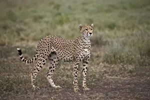 Cheetah (Acinonyx jubatus), Serengeti National Park, Tanzania, East Africa, Africa