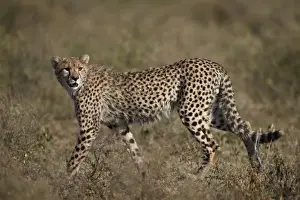 Cheetah (Acinonyx jubatus), Serengeti National Park, Tanzania, East Africa, Africa