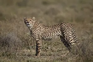 Cheetah (Acinonyx jubatus), Serengeti National Park, Tanzania, East Africa, Africa