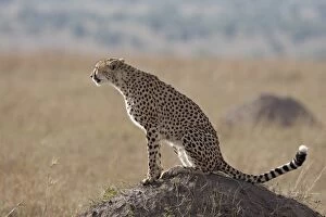 Cheetah (Acinonyx jubatus) sitting on an old termite mound, Masai Mara National Reserve