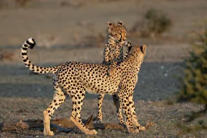 Namibia Prints: Cheetah (Acinonyx jubatus) subadults playfighting, Mashatu Game Reserve, Botswana, Africa
