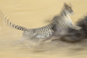 Catching Prints: Cheetah (Acinonyx jubatus) taking down a blue wildebeest