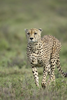 Approaching Prints: Cheetah (Acinonyx jubatus) walking towards viewer, Serengeti National Park