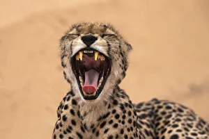 Wildlife Reserve Prints: Cheetah (Acinonyx jubatus) yawning, Kgalagadi Transfrontier Park, South Africa, Africa