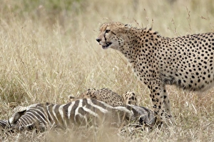 Two cheetah (Acinonyx jubatus) at a zebra kill, Kruger National Park, South Africa