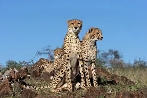Cheetah (Acinonyx jubatus). Zimanga private game reserve, KwaZulu-Natal, South Africa, Africa
