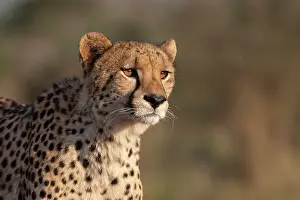 Cheetah (Acinonyx jubatus), Zimanga private game reserve, KwaZulu-Natal, South Africa, Africa
