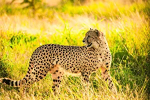 Big Cats Collection: Cheetah (Acinonyx jubatus), Zululand, South Africa, Africa
