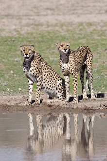 Watering Hole Prints: Cheetah (Aconinyx jubatus), at water, Kgalagadi Transfrontier Park, South Africa, Africa