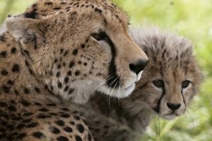 Acynonix Jubatus Prints: Cheetah (Acynonix jubatus) and cub