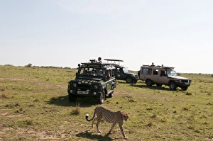 Cheetah, (Acynonix jubatus), Masai Mara, Kenya, East Africa, Africa