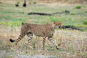 Savanna Prints: Cheetah (Acynonix jubatus) walking, Savuti, Chobe National Park, Botswana, Africa