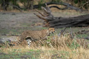 Strong Prints: Cheetah (Acynonix jubatus) walking, Savuti, Chobe National Park, Botswana, Africa