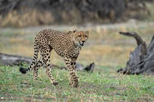 Savanna Prints: Cheetah (Acynonix jubatus) walking, Savuti, Chobe National Park, Botswana, Africa