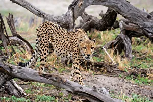 Savanna Prints: Cheetah (Acynonix jubatus) walking, Savuti, Chobe National Park, Botswana, Africa