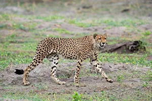 Savanna Prints: Cheetah (Acynonix jubatus) walking, Savuti, Chobe National Park, Botswana, Africa