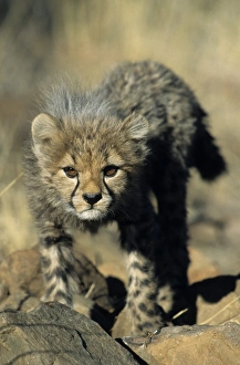 Windhoek Prints: Cheetah cub