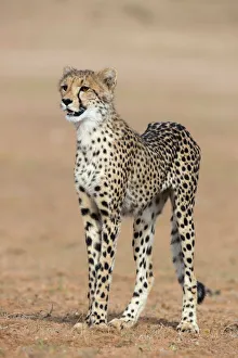 Big Cat Prints: Cheetah cub (Acinonyx jubatus)
