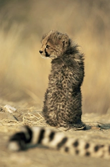 Erongo Prints: Cheetah cub (Acinonyx jubatus)