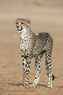 Safari Animals Gallery: Cheetah cub (Acinonyx jubatus), Kgalagadi Transfrontier Park, Northern Cape, South Africa, Africa