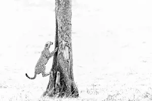 Black And White Prints: Cheetah cub (Acinonyx jubatus) at play, Masai Mara, Kenya, East Africa, Africa