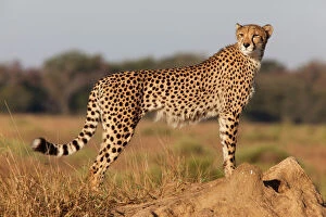 Power Collection: Cheetah female (Acinonyx jubatus), Phinda private game reserve, Kwazulu Natal, South Africa, Africa