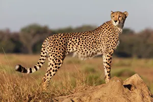Strength Prints: Cheetah female (Acinonyx jubatus)
