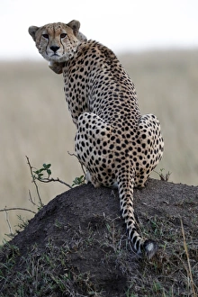 Masai Mara Prints: Cheetah female (Acinonyx jubatus) with radio collar, Masai Mara Game Reserve, Kenya