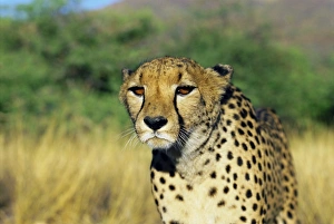 Namibian Prints: Cheetah, Namibia